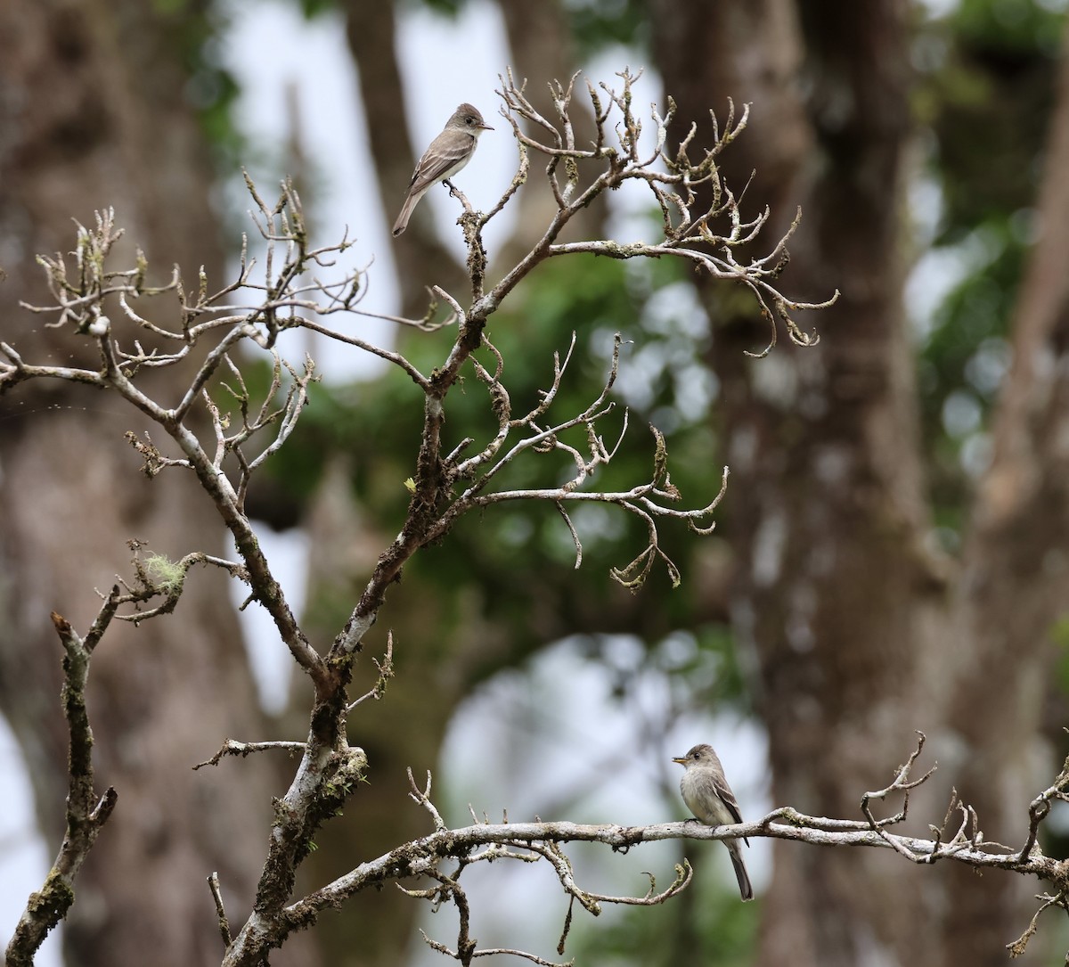 Northern Tropical Pewee - ML620316165