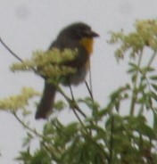 Yellow-breasted Chat - ML620316168