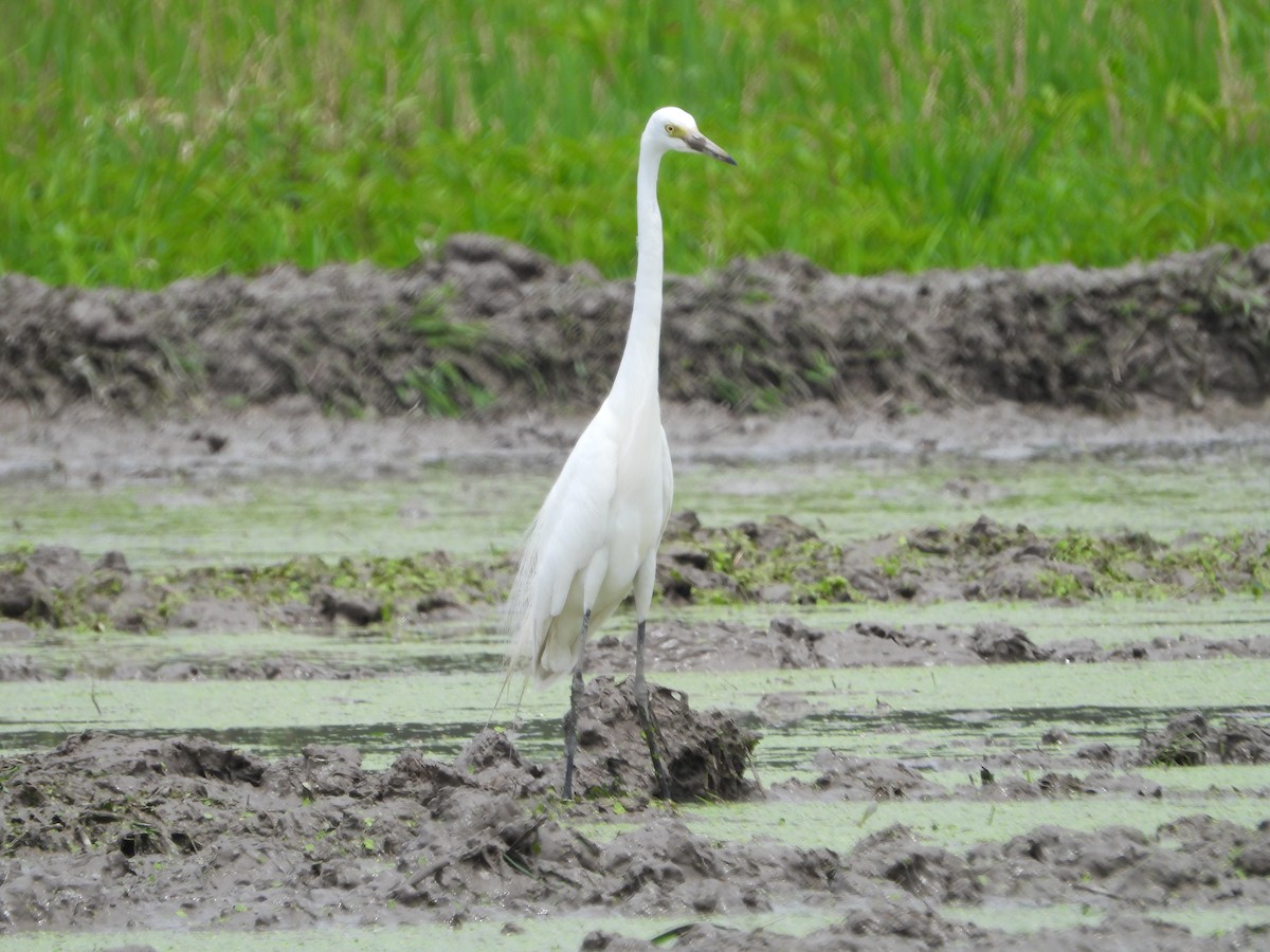 Little Egret - ML620316173