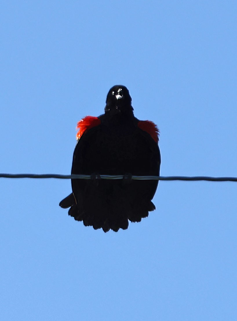 Red-winged Blackbird - ML620316175
