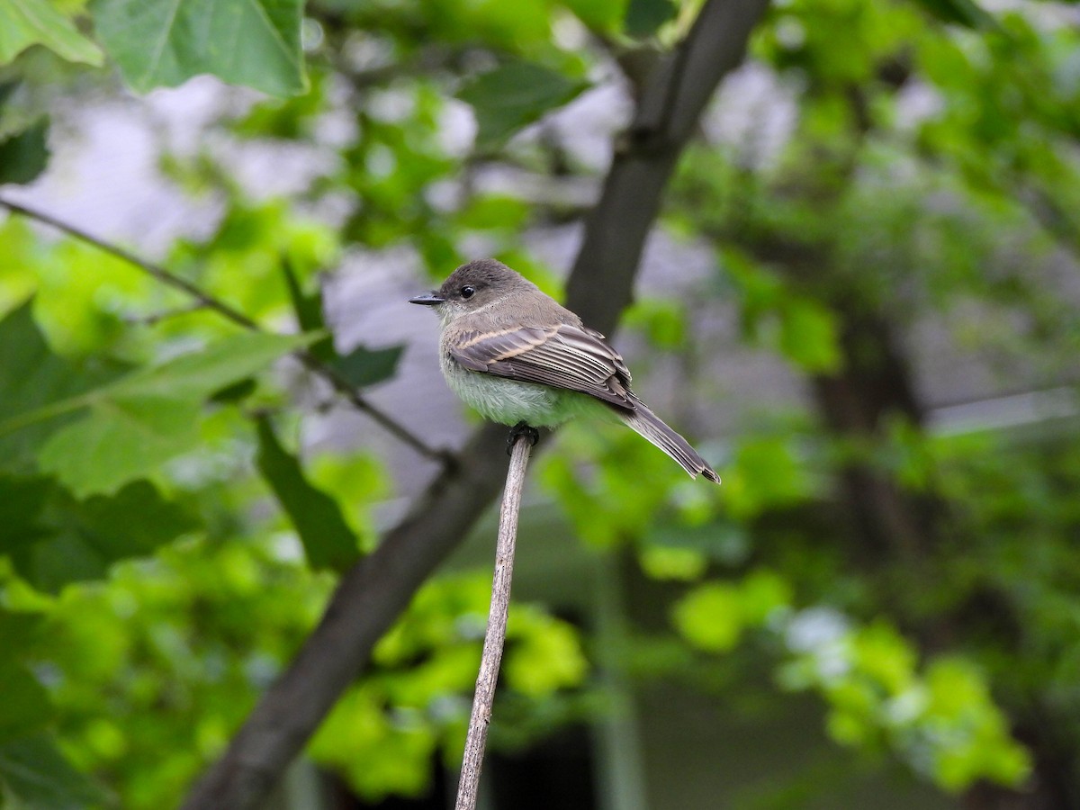 Eastern Phoebe - ML620316179