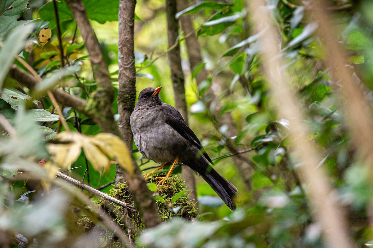 Great Thrush - ML620316184