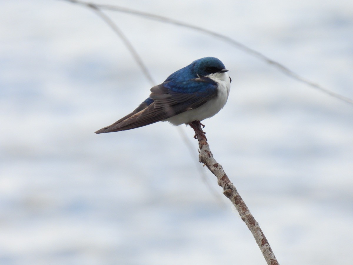 Tree Swallow - ML620316189