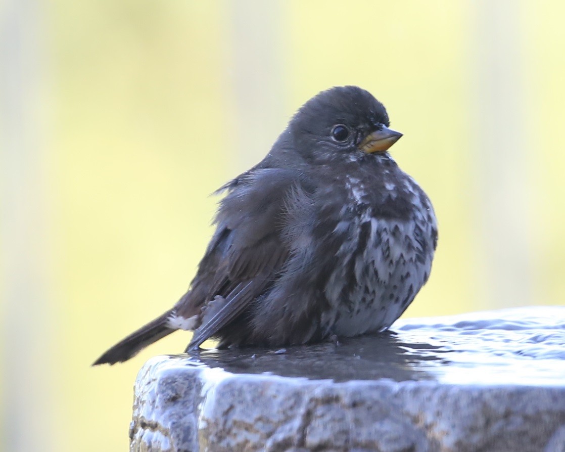 Fox Sparrow - ML620316194