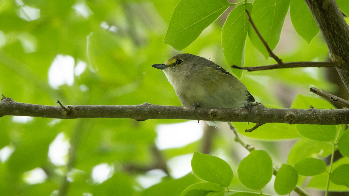 Ak Gözlü Vireo - ML620316200