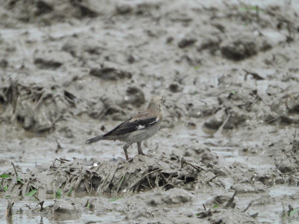 Red-billed Starling - ML620316204