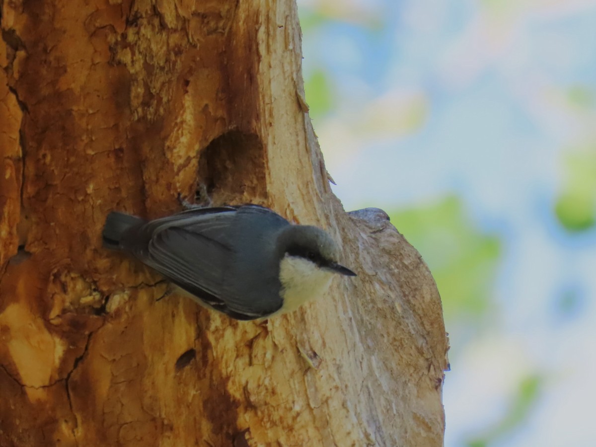 Pygmy Nuthatch - ML620316207