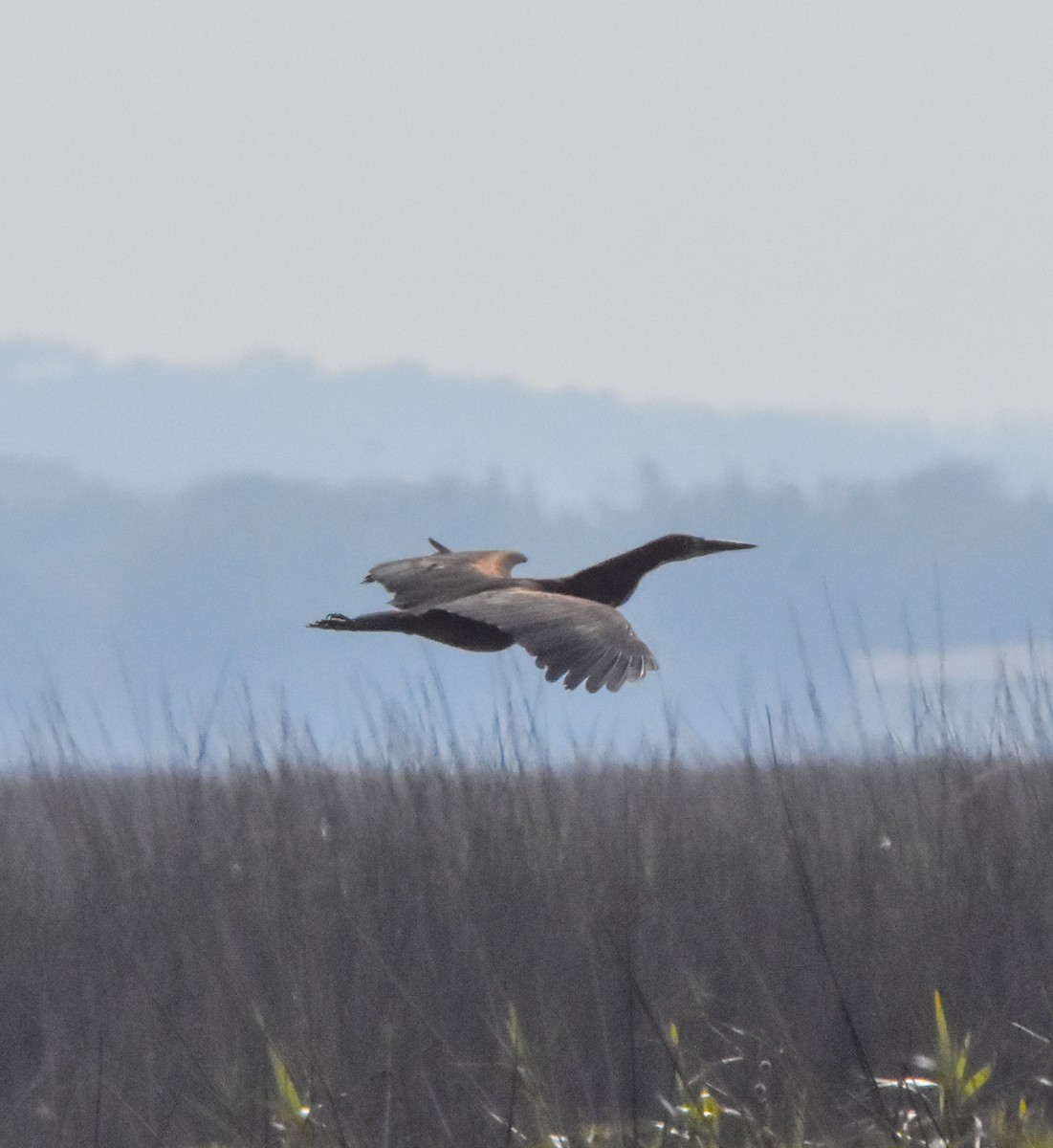 Rufescent Tiger-Heron - ML620316212