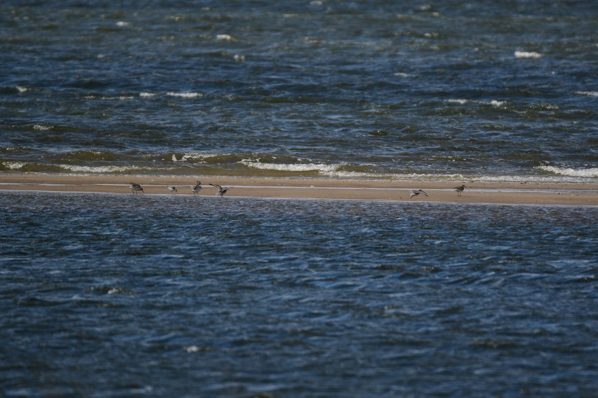 Red Knot - ML620316216