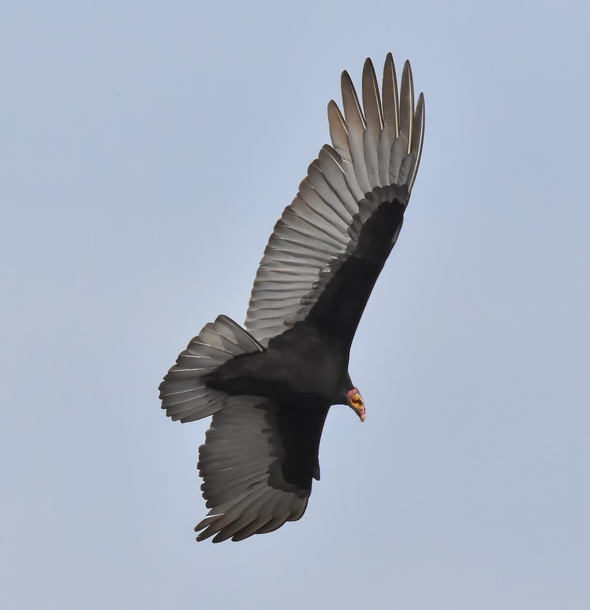 Lesser Yellow-headed Vulture - ML620316218