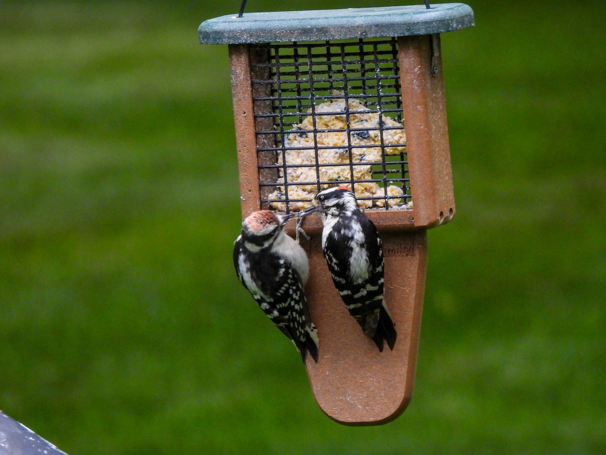 Downy Woodpecker - ML620316223