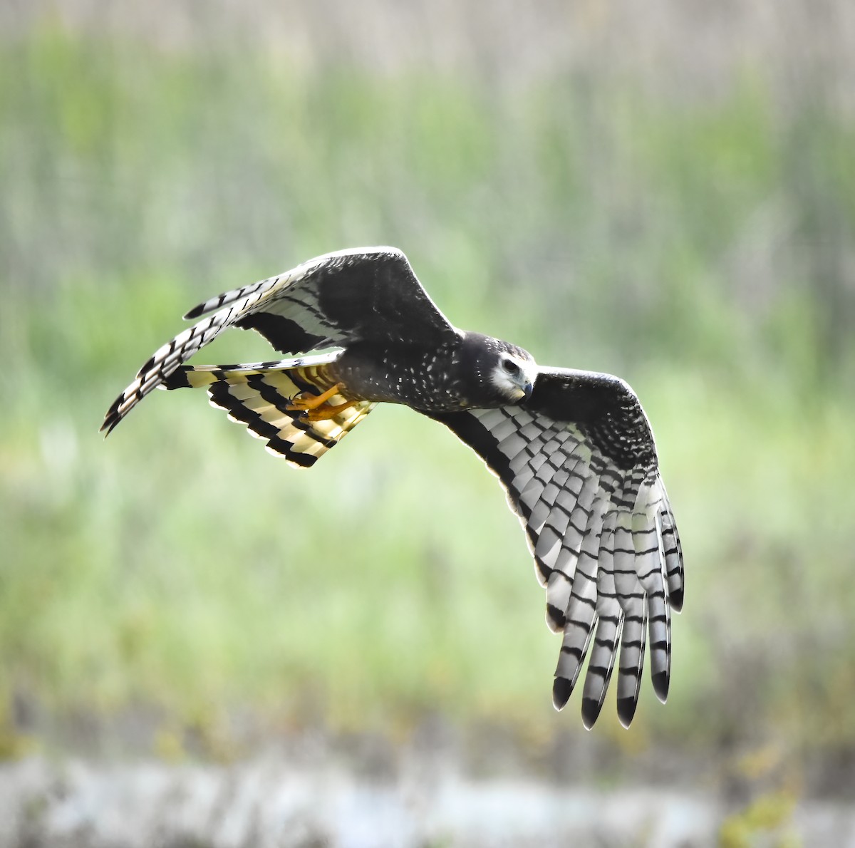 Long-winged Harrier - Luiz Wittmann