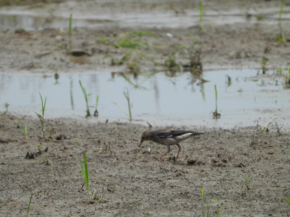 Red-billed Starling - ML620316229