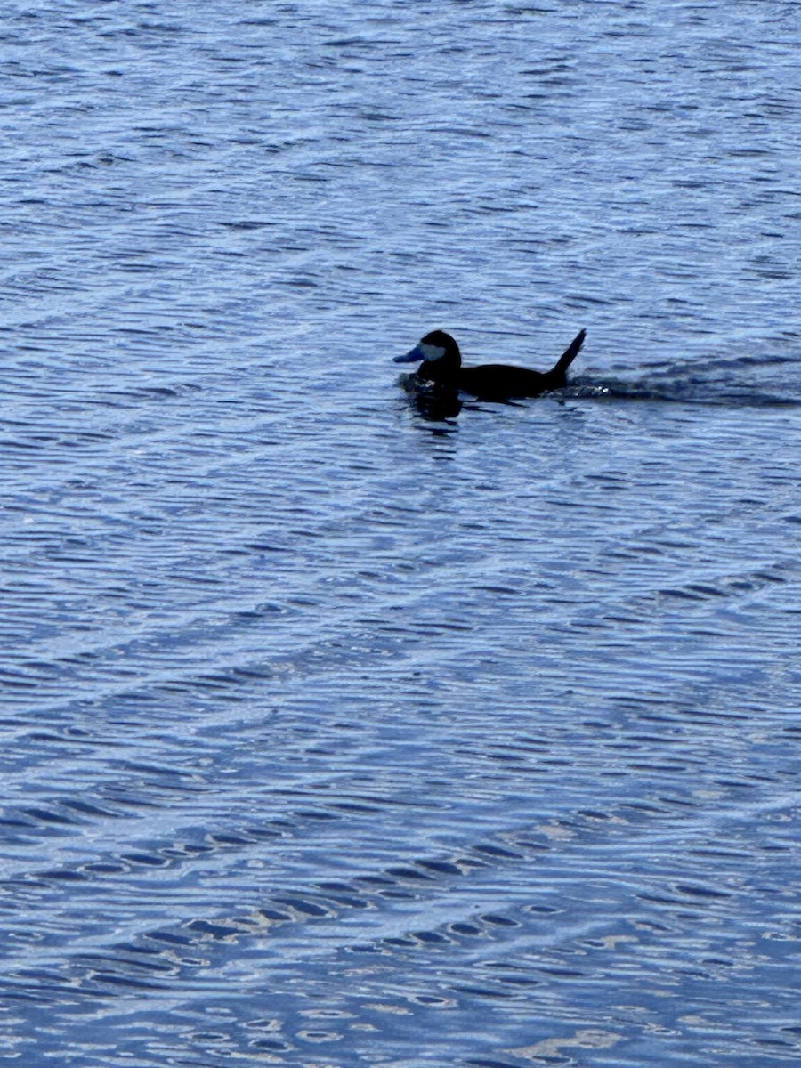 Ruddy Duck - ML620316231