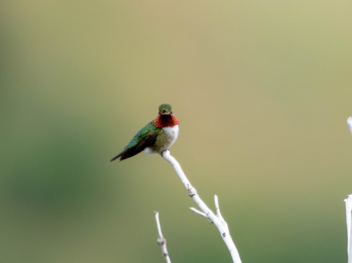 Broad-tailed Hummingbird - ML620316232