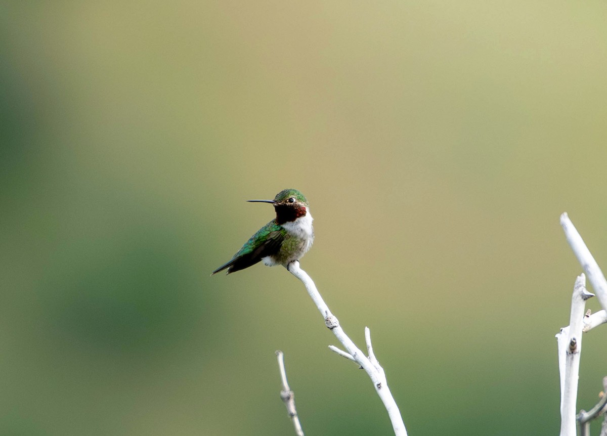 Colibri à queue large - ML620316233