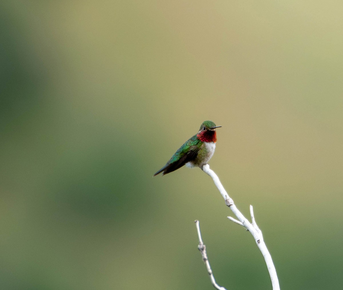 Broad-tailed Hummingbird - ML620316234