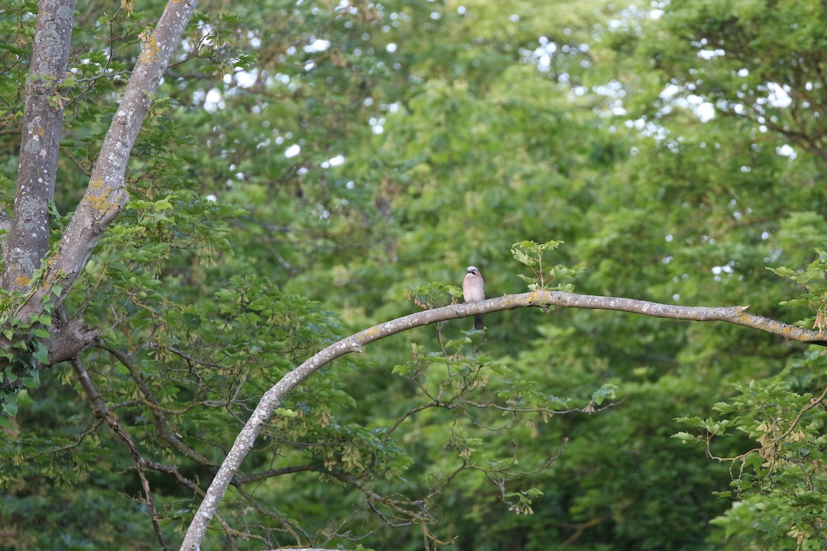 Eurasian Jay - ML620316236