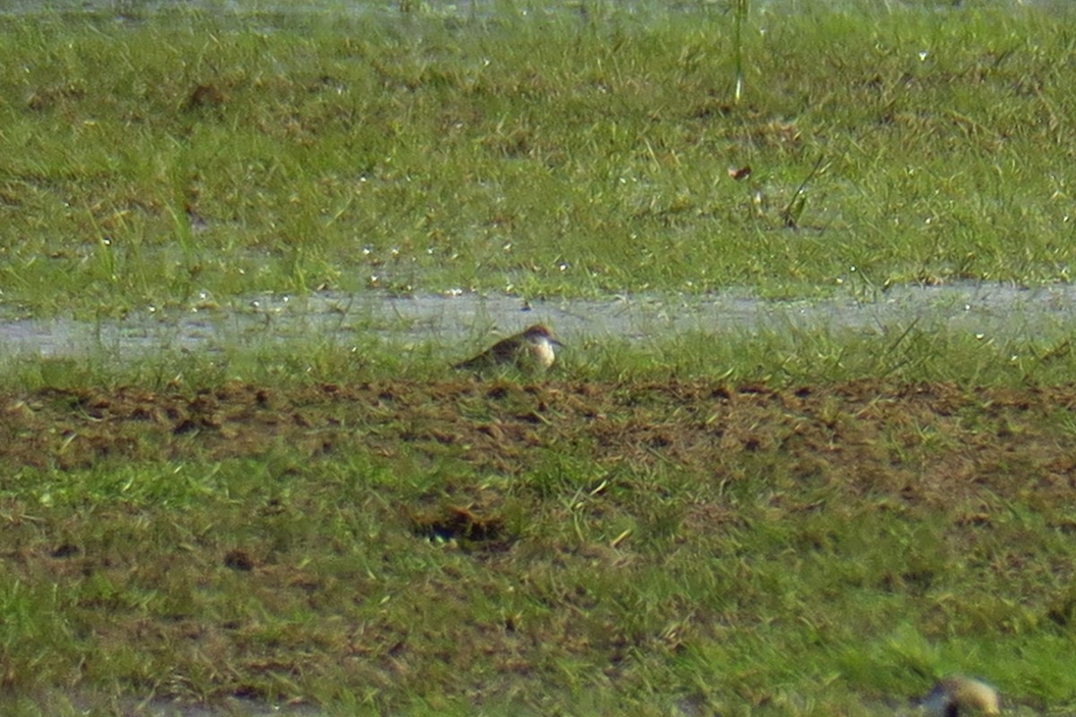 Bécasseau de Temminck - ML620316237