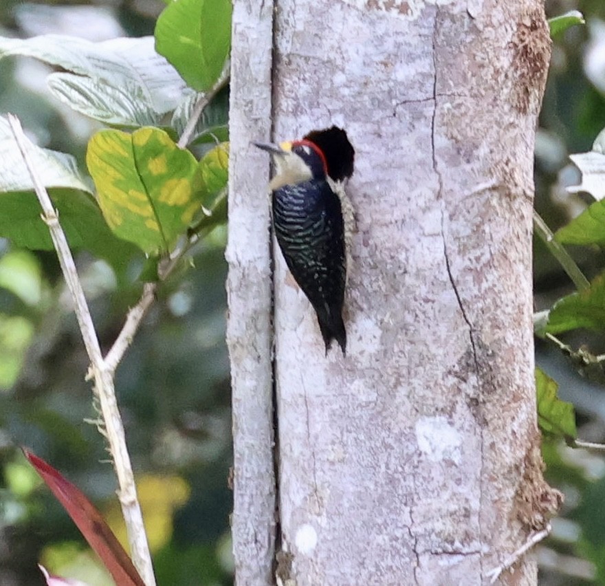 Black-cheeked Woodpecker - ML620316241