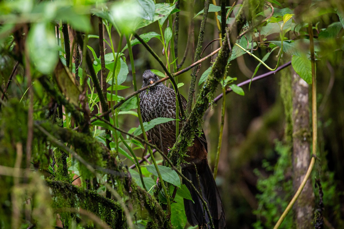 Andean Guan - ML620316270