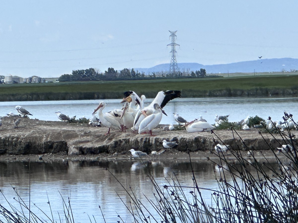 California Gull - ML620316272