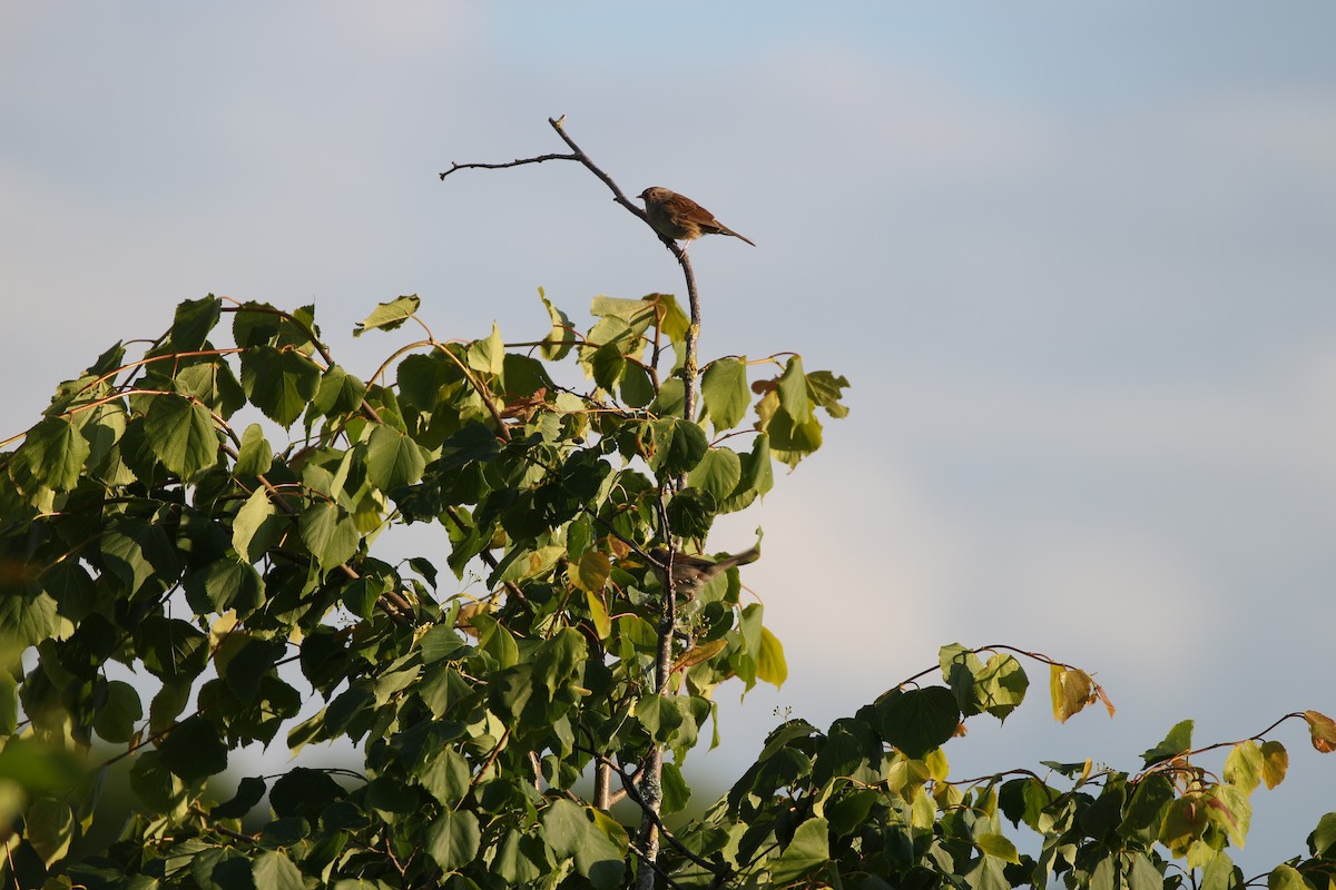 Dunnock - ML620316276