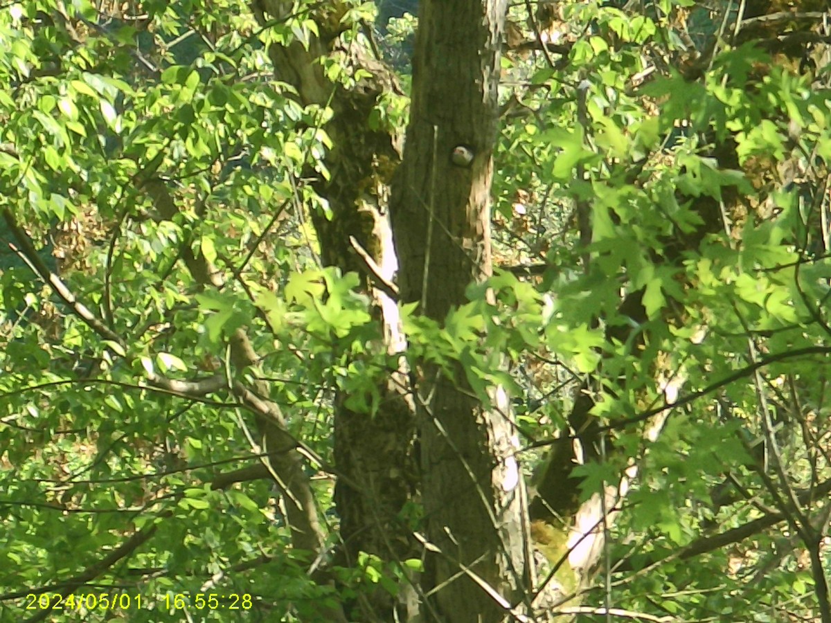 Red-bellied Woodpecker - ML620316282
