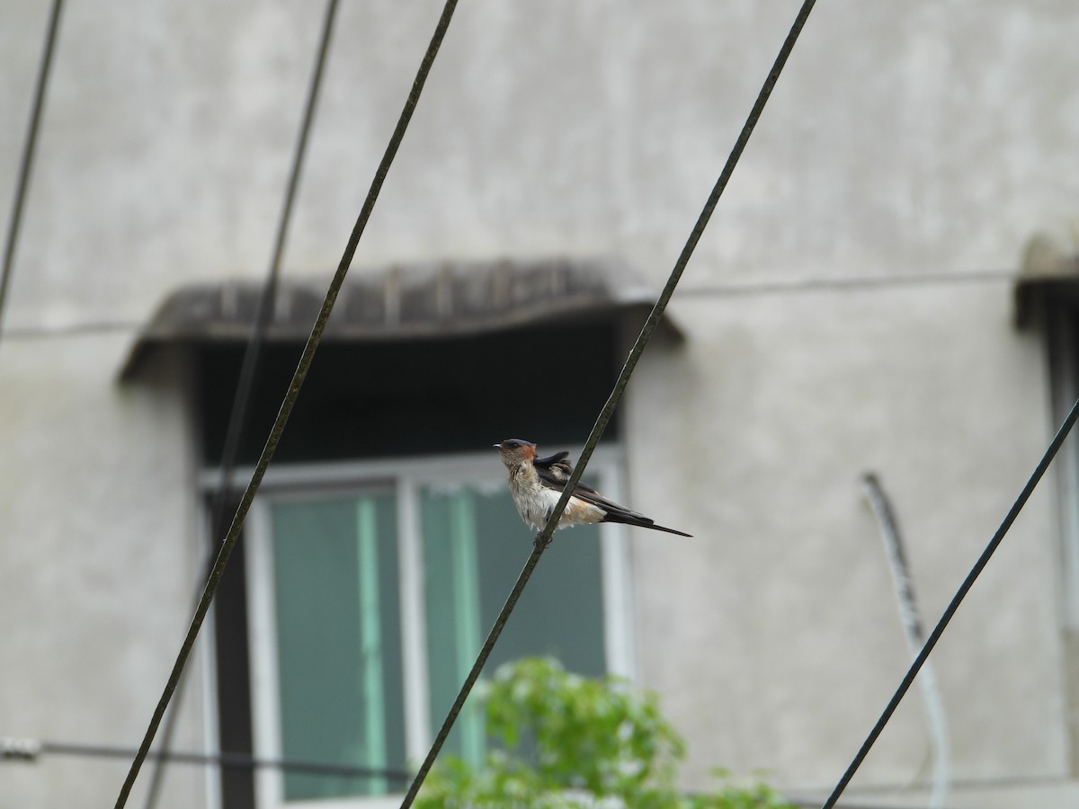 Barn Swallow - ML620316286