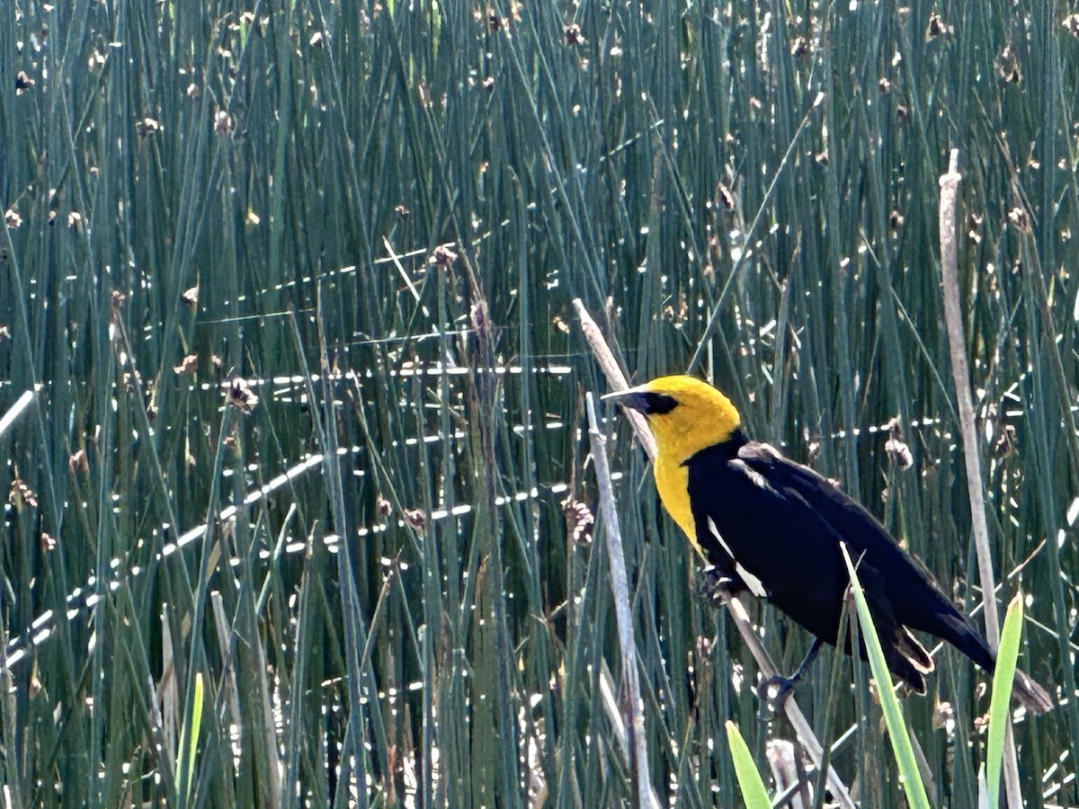 Yellow-headed Blackbird - ML620316288