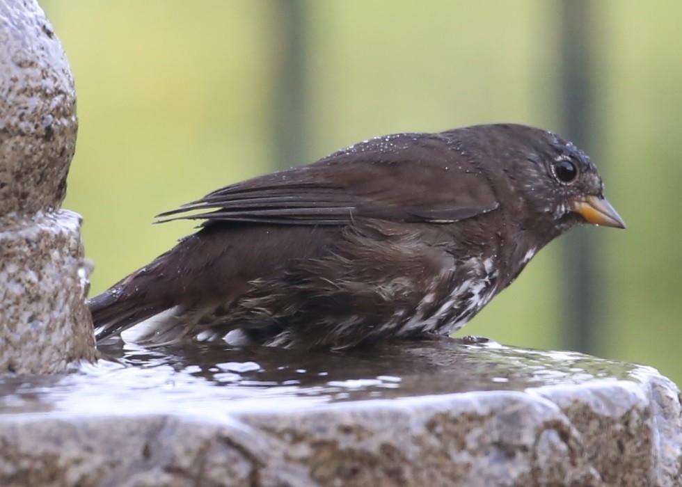 Fox Sparrow - ML620316292