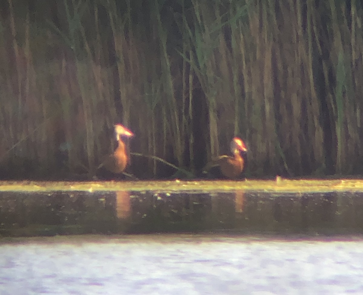 Black-bellied Whistling-Duck (fulgens) - ML620316295