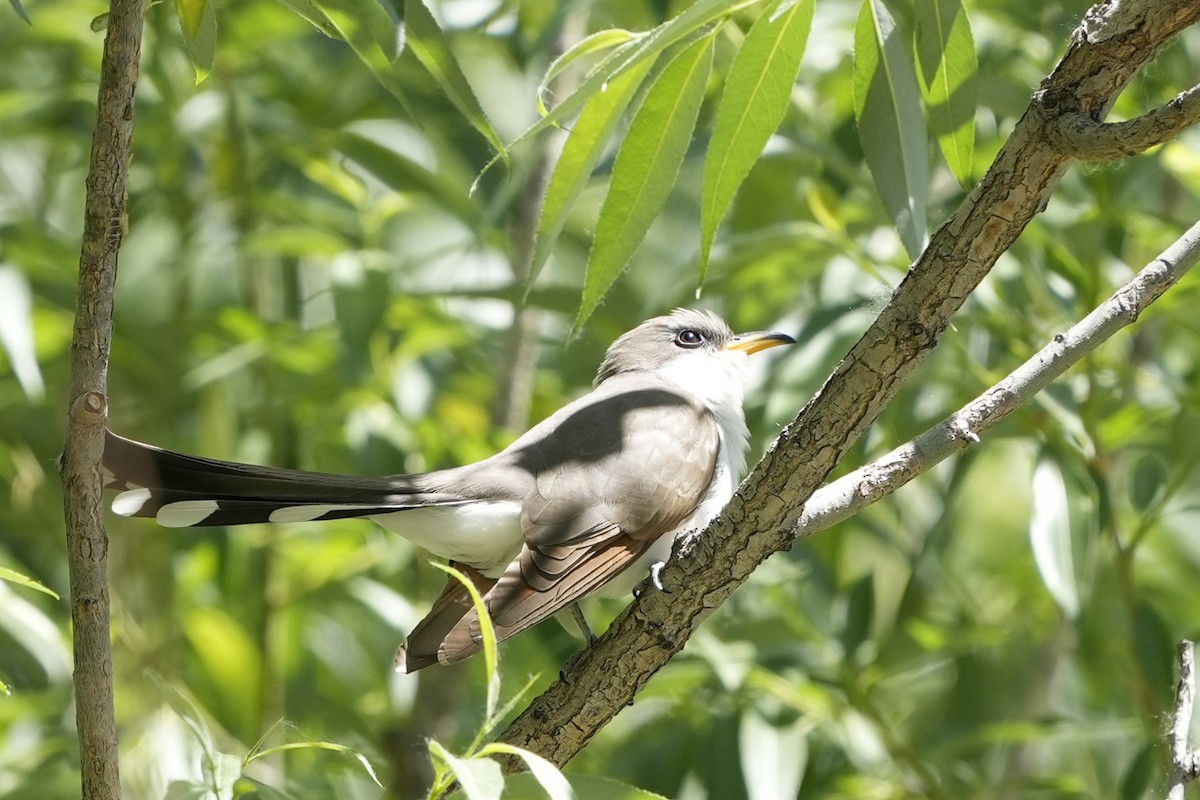 Yellow-billed Cuckoo - ML620316297