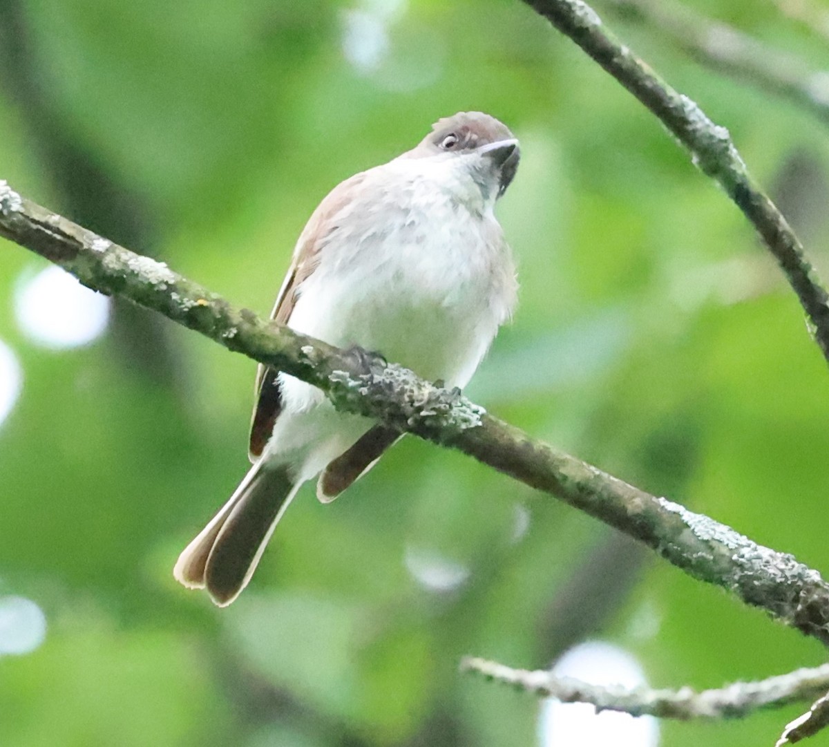 Eastern Phoebe - ML620316298