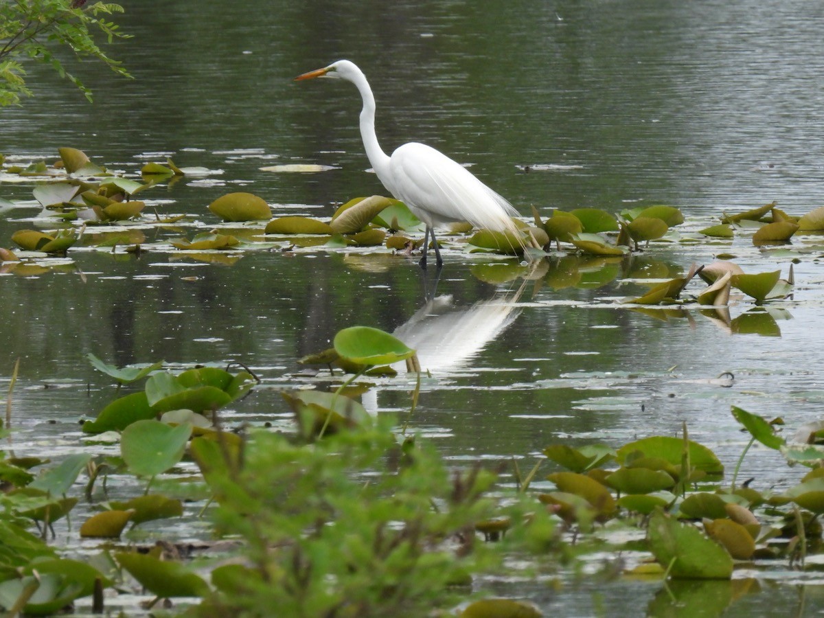 Great Egret - ML620316299