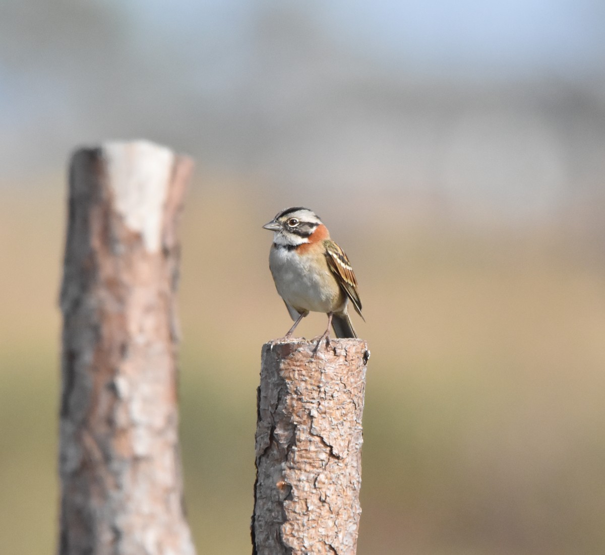 Rufous-collared Sparrow - ML620316300