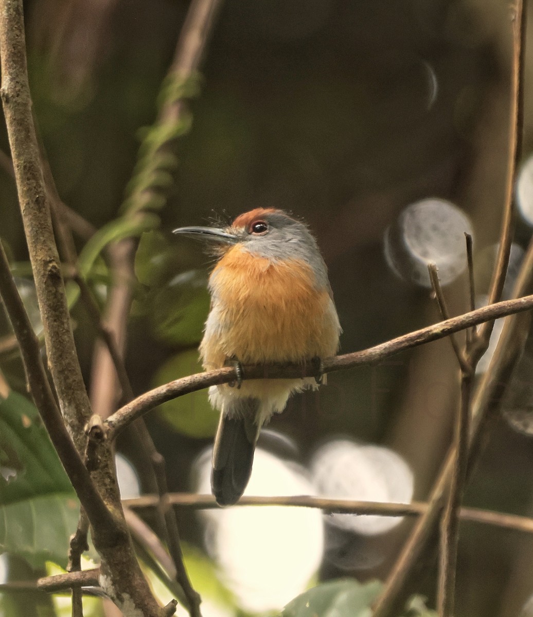 Rufous-capped Nunlet - ML620316302