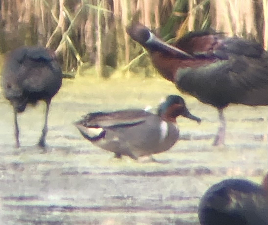 Green-winged Teal (American) - ML620316304