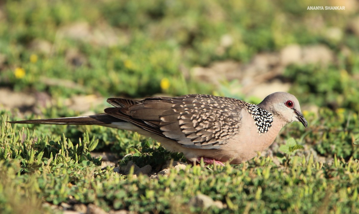 Spotted Dove - ML620316305