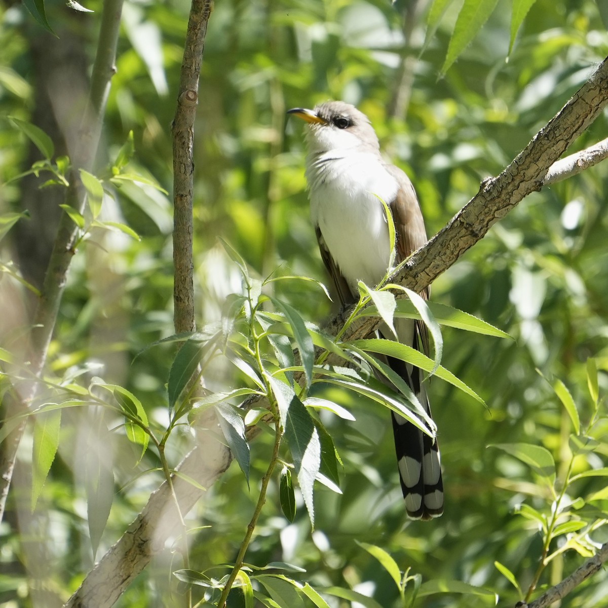 Yellow-billed Cuckoo - ML620316308