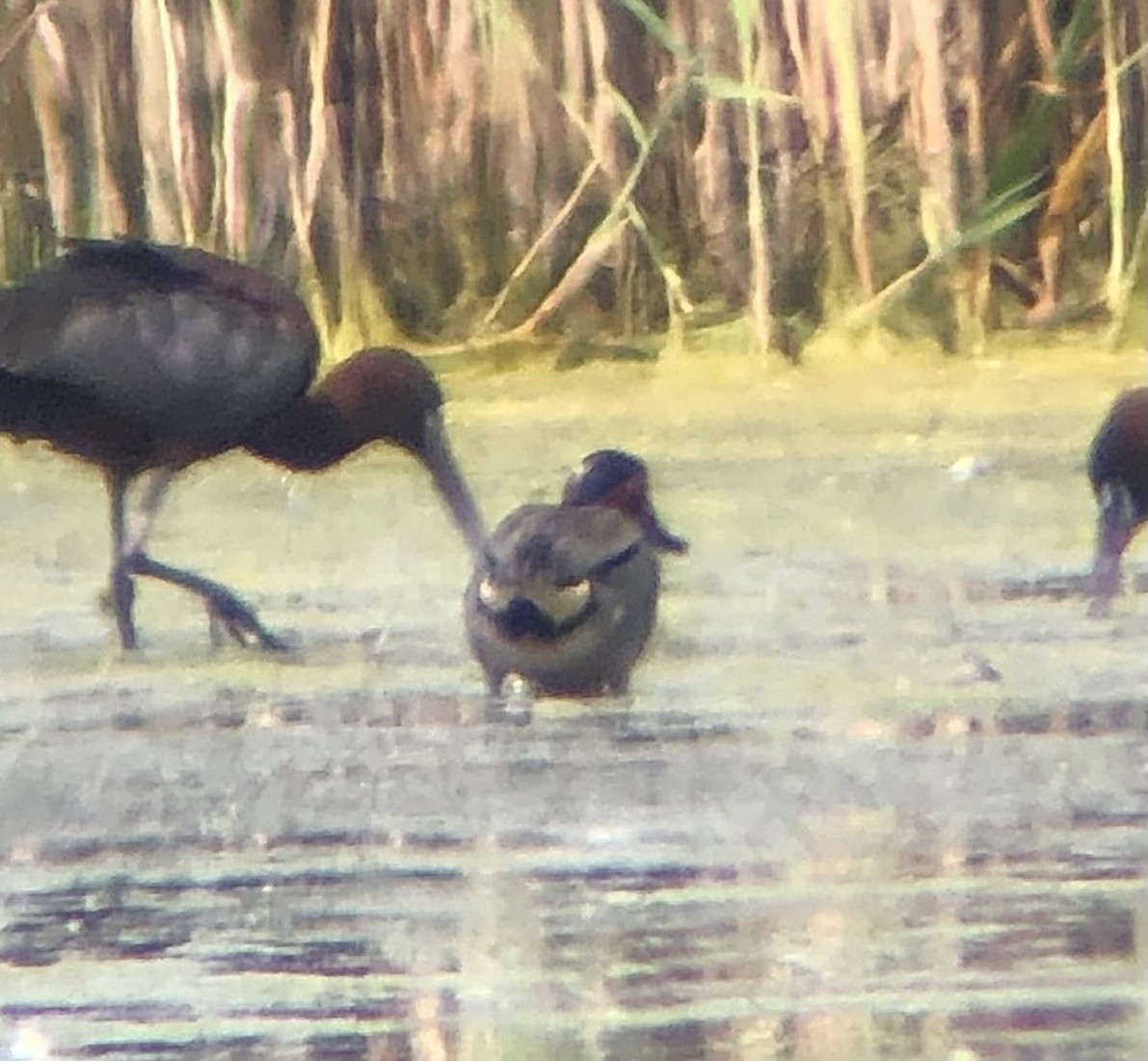 Green-winged Teal (American) - ML620316309