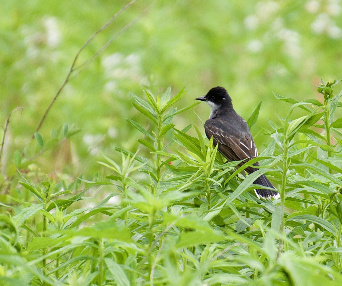 Eastern Kingbird - ML620316310