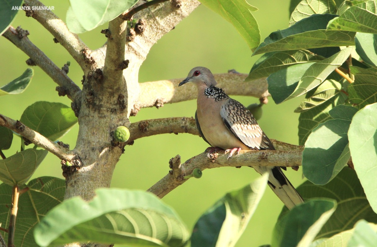 Spotted Dove - ML620316313