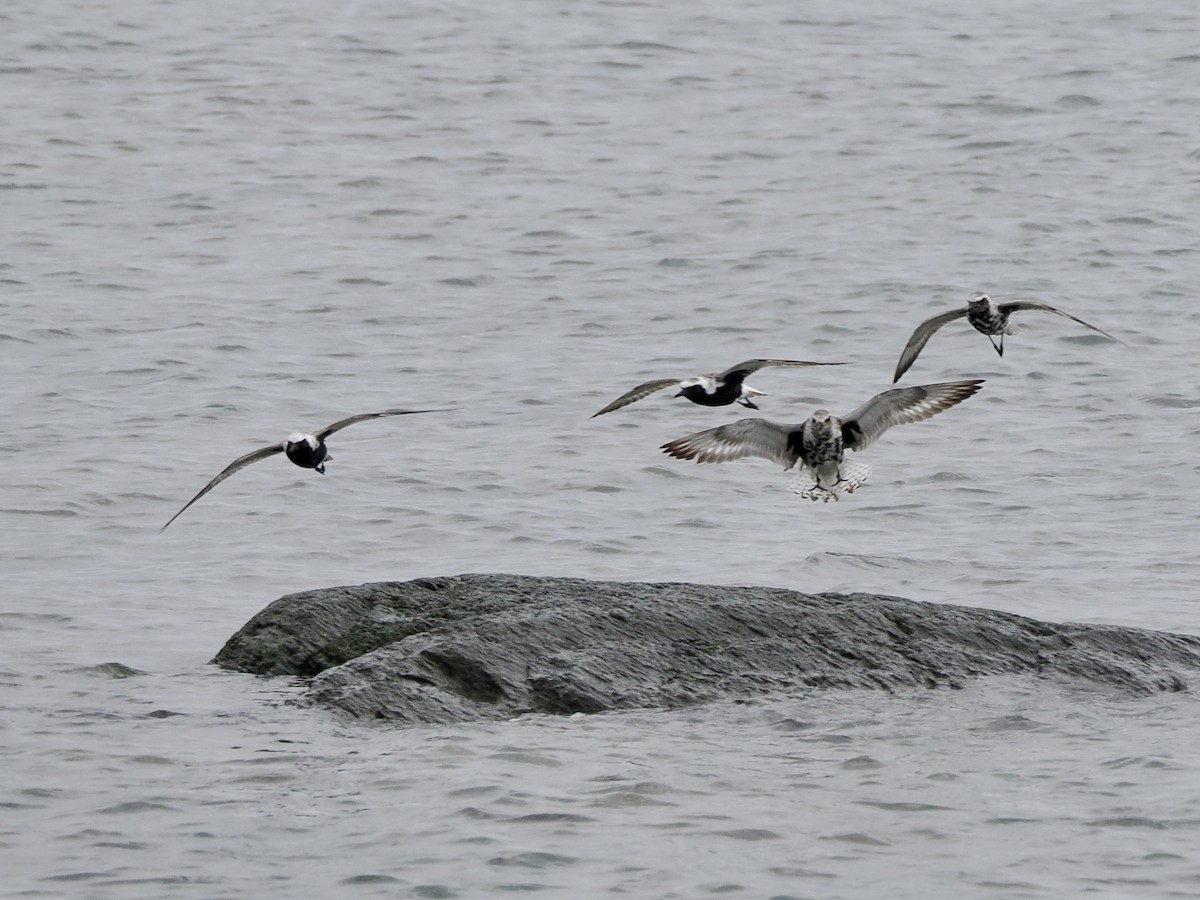 Black-bellied Plover - ML620316314