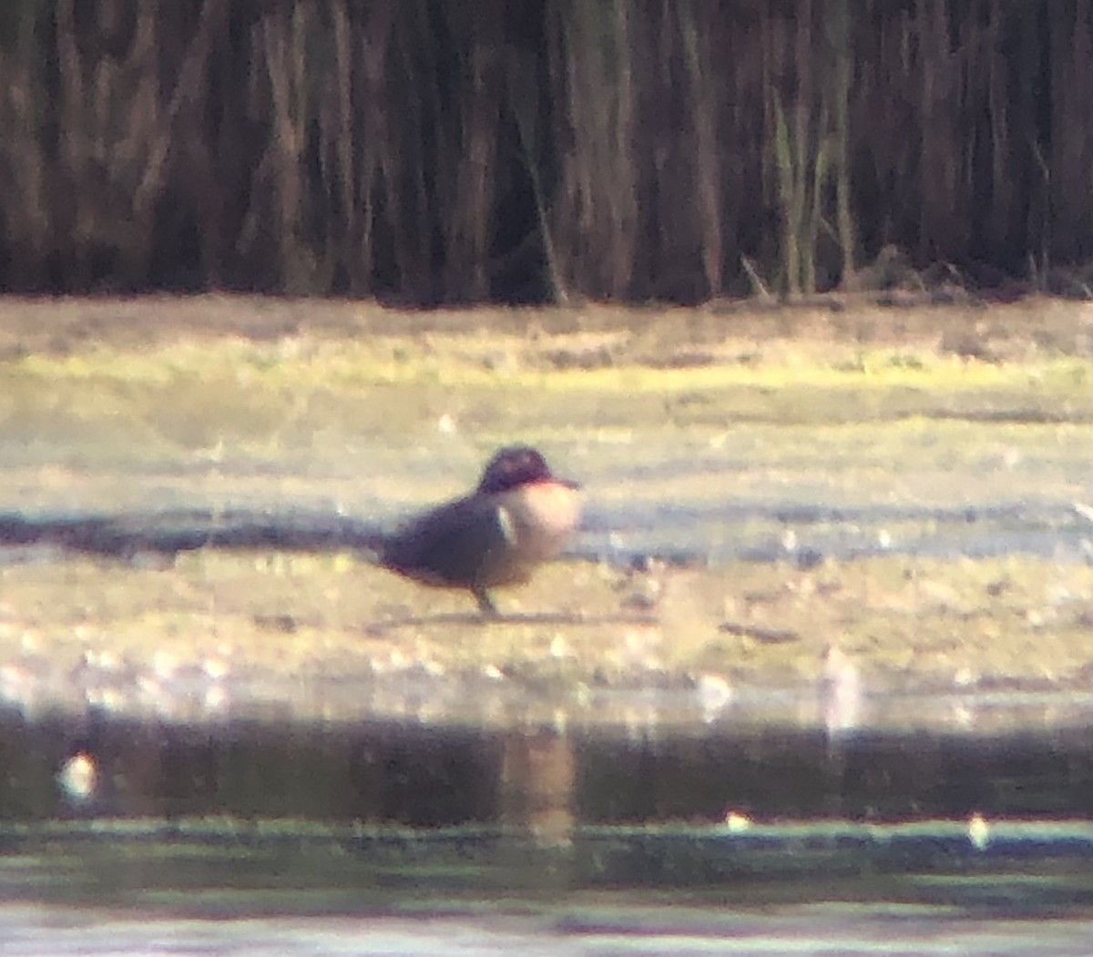Green-winged Teal (American) - ML620316315