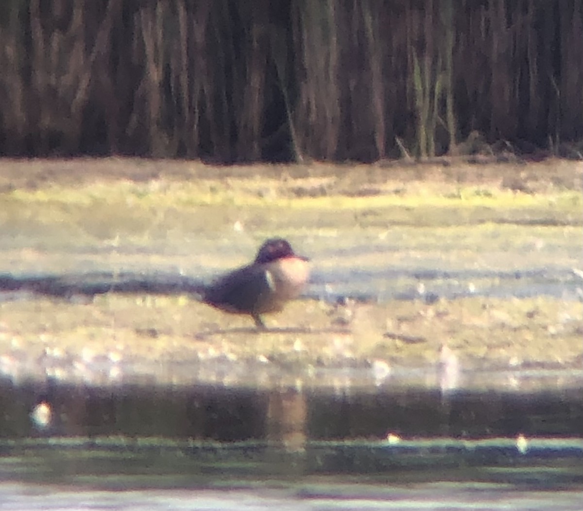 čírka obecná (ssp. carolinensis) - ML620316315