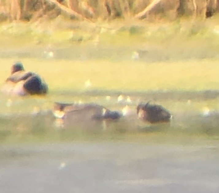 Green-winged Teal (American) - ML620316316