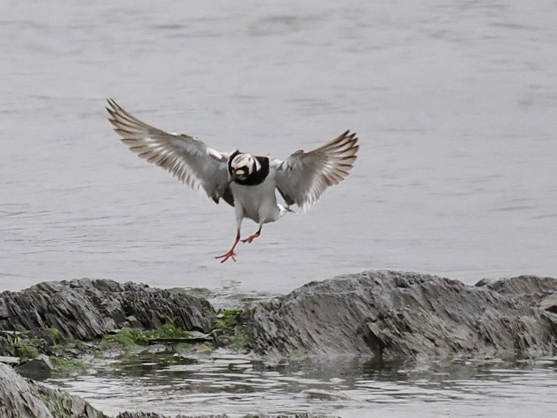 Ruddy Turnstone - ML620316318