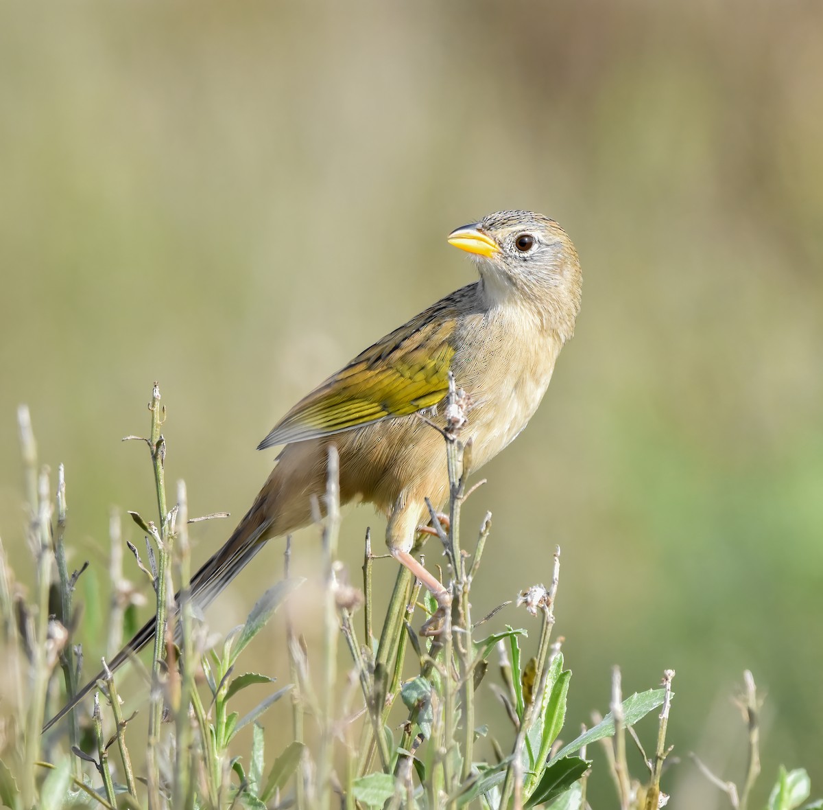 Wedge-tailed Grass-Finch - ML620316322