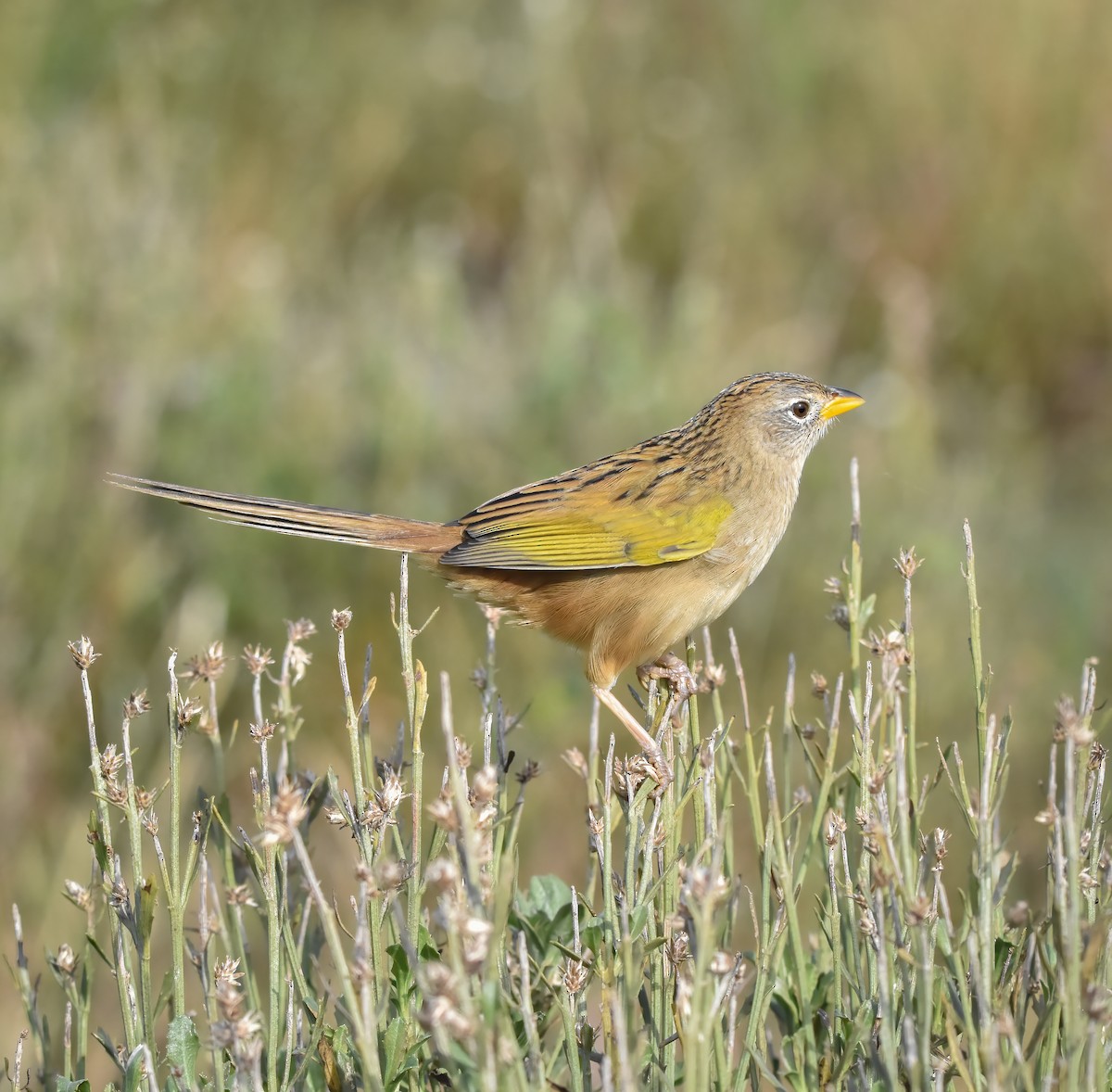 Wedge-tailed Grass-Finch - ML620316323